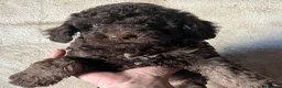 Perro de Agua Español perros en venta: Perro de Agua Español - Anuncio 1