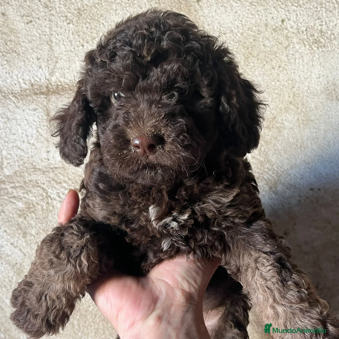 Perro de Agua Español perros en venta: Perro de Agua Español - Anuncio 1