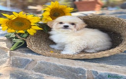 Maltipoo perros en venta: Maltipoo Con toda la vacunación completa. - Imagen 5