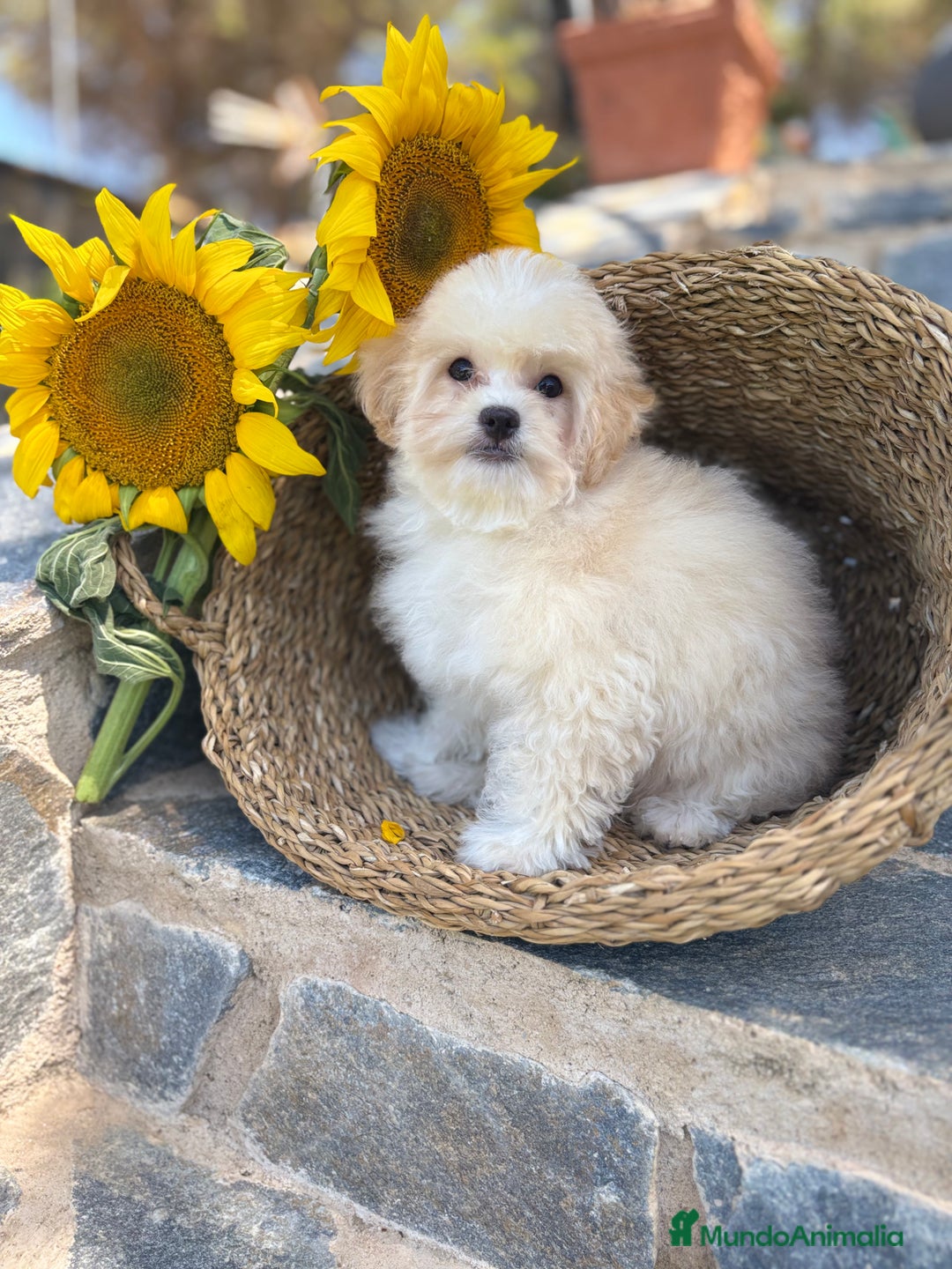 Maltipoo perros en venta: Maltipoo Con toda la vacunación completa. - Imagen 5