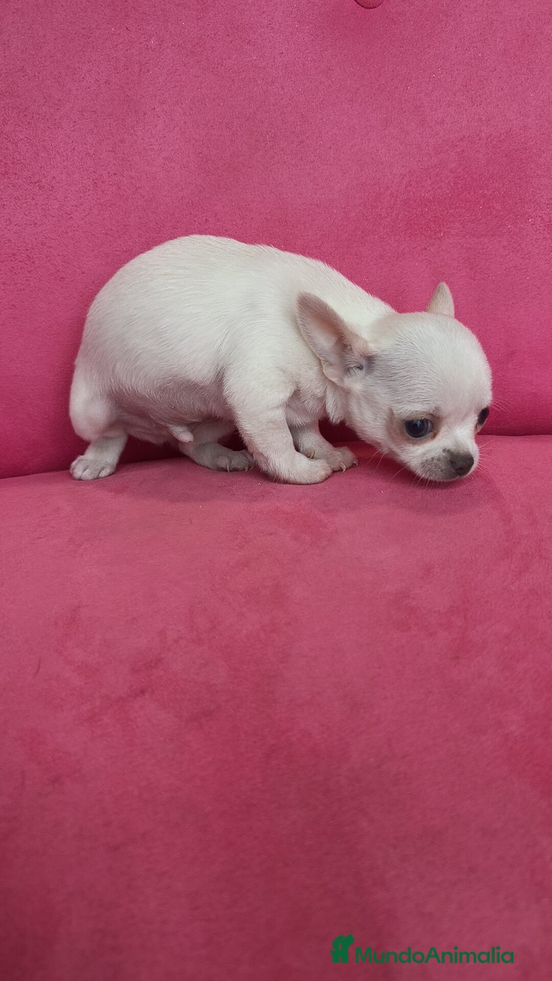 Chihuahua perros en venta: Chihuahuas Toy  - Anuncio 5