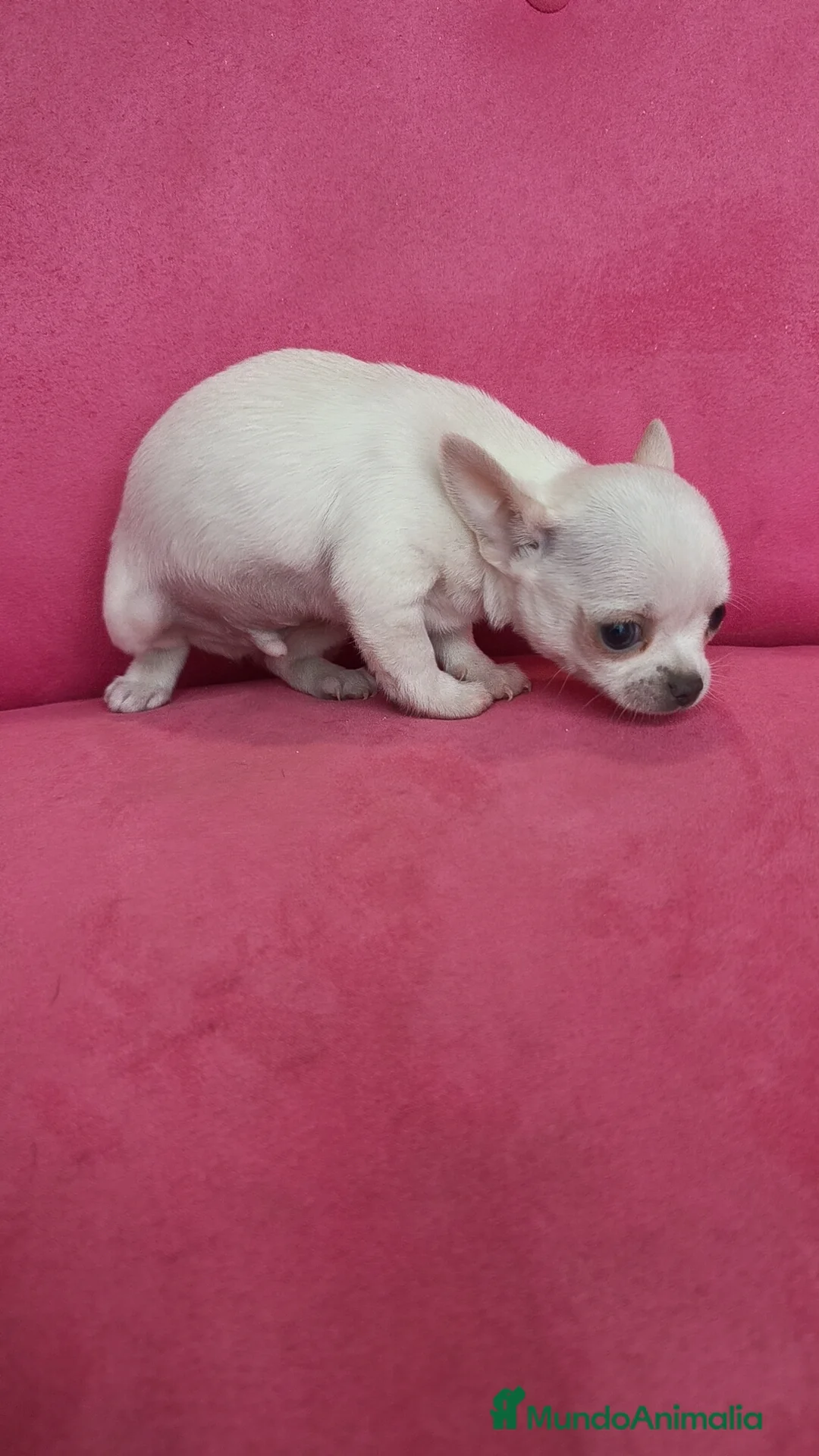 Chihuahua perros en venta: Chihuahuas Toy  - Anuncio 5