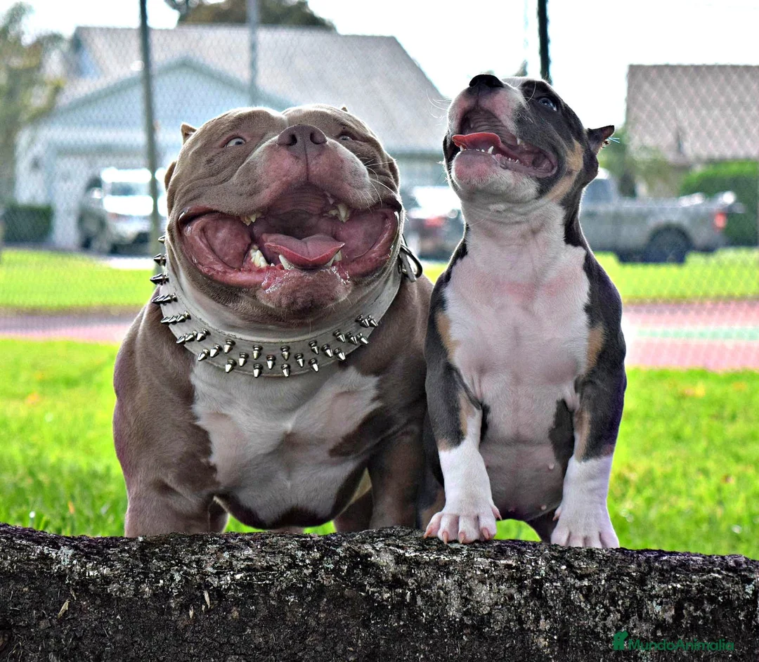 American Bully perros en venta: CRIADORES AMERICAN BULLYS en Sevilla - Anuncio 3