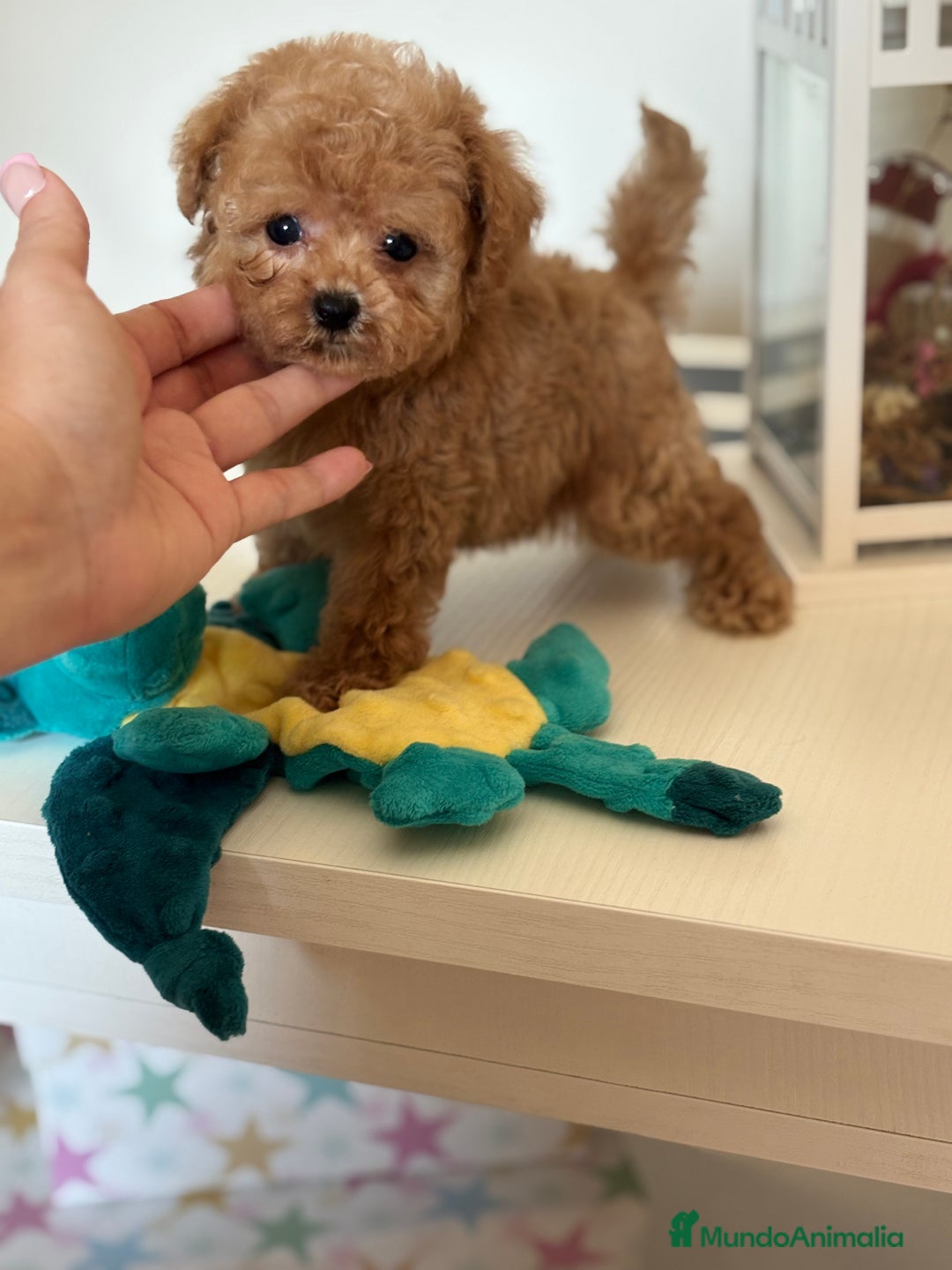 Maltipoo perros en venta: Maltipoo hembra (tacita de té) mini  - Imagen 5