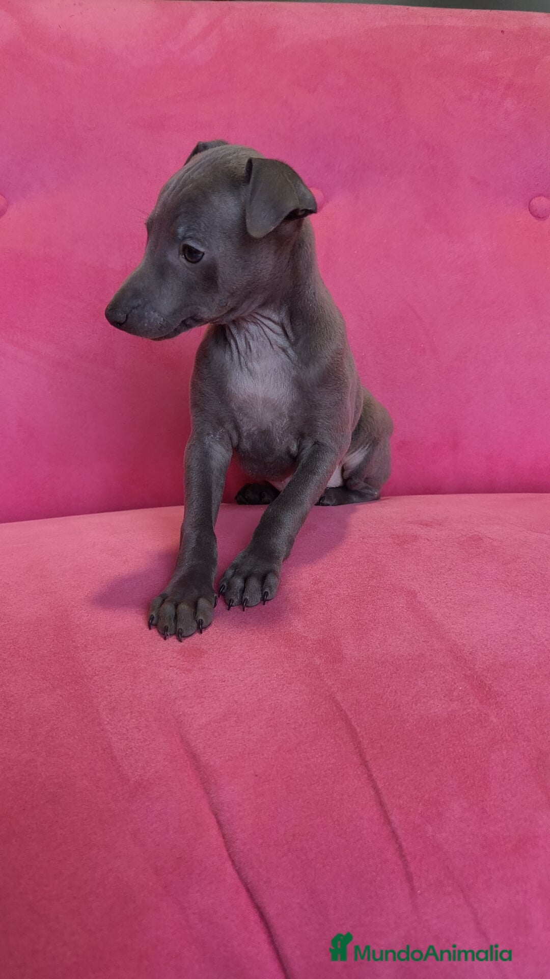 Pequeño Lebrel Italiano perros en venta: Piccolo Gris blue y Isabello Machos - Anuncio 3