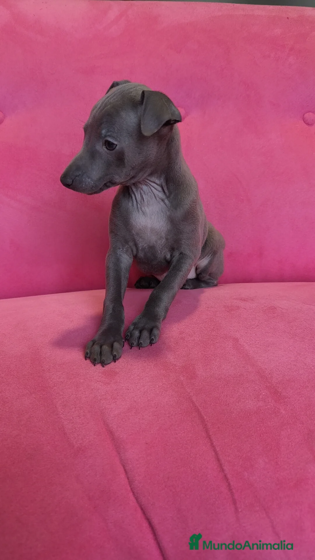Pequeño Lebrel Italiano perros en venta: Piccolo Gris blue y Isabello Machos - Anuncio 3