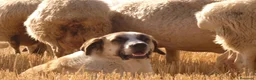 Mastín Español perros en venta: Mastin  - Anuncio 4
