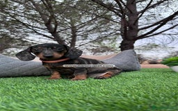 Teckel Miniatura perros en venta: VENTA DE TECKEL ARLEQUIN - Imagen 5