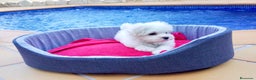 Bichón Maltés perros en venta: Bichón Maltés - Anuncio 5