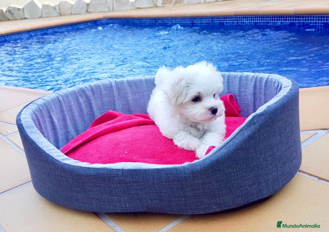 Bichón Maltés perros en venta: Bichón Maltés - Anuncio 5