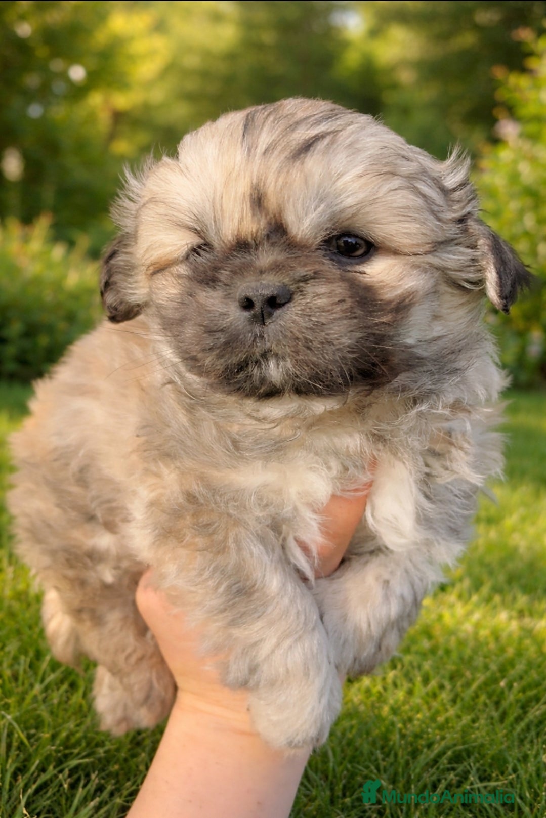 Pekinés perros Pekinés Imperial Machito - Anuncio 5