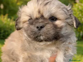 Pekinés perros Pekinés Imperial Machito - Anuncio 5