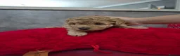 Caniche Toy perros en venta: Impresionantes caniches toy - Anuncio 10
