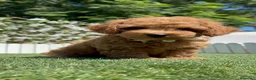 Caniche Toy perros en venta: CANICHE TOY-LISTO PARA ENTREGAR - Anuncio 12