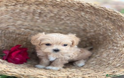 Maltipoo perros en venta: Maltipoo encantadores cahorritos!!! - Imagen 1