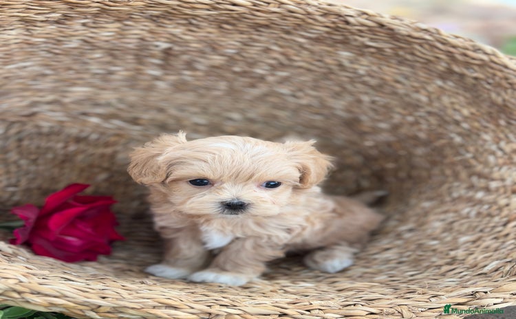 Maltipoo perros - Anuncio 2