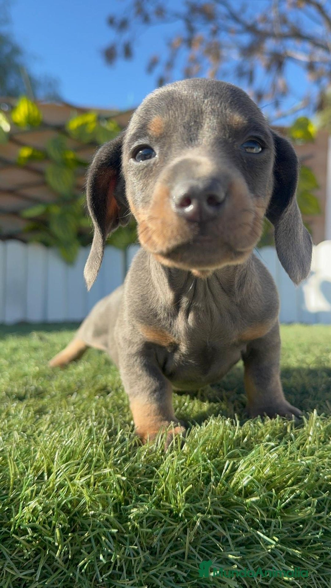 Teckel Miniatura perros en venta: TECKEL BLUE- MACHOS Y HEMBRAS DISPONIBLES - Anuncio 5