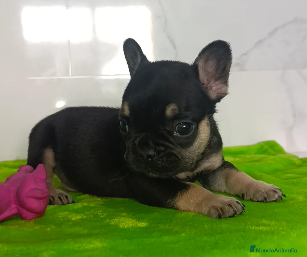 Bulldog Francés perros en venta: Frenchis bulldog  - Anuncio 2