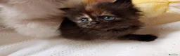 Exótico de Pelo Largo gatos en venta: Gatitos persa himalayo  - Anuncio 5