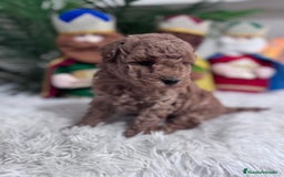 Caniche Toy perros en venta: CANICHE TOY - Anuncio 6