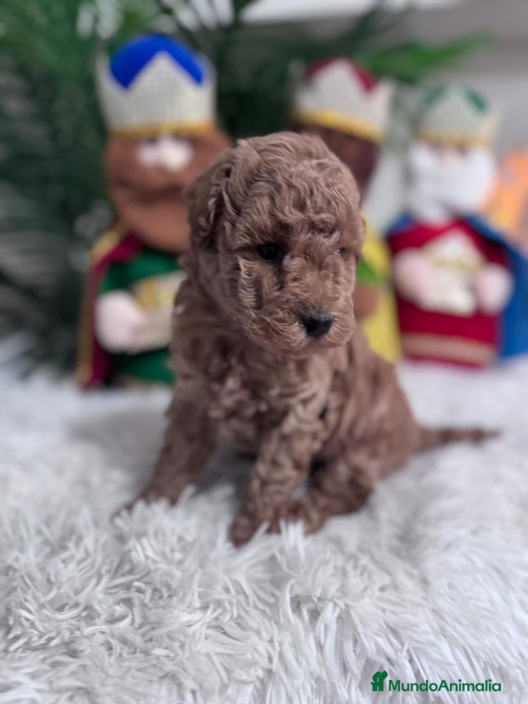 Caniche Toy perros en venta: CANICHE TOY - Anuncio 6