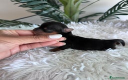 Yorkshire Terrier perros en venta: YORKSHIRE TERRIER MACHO  - Imagen 6