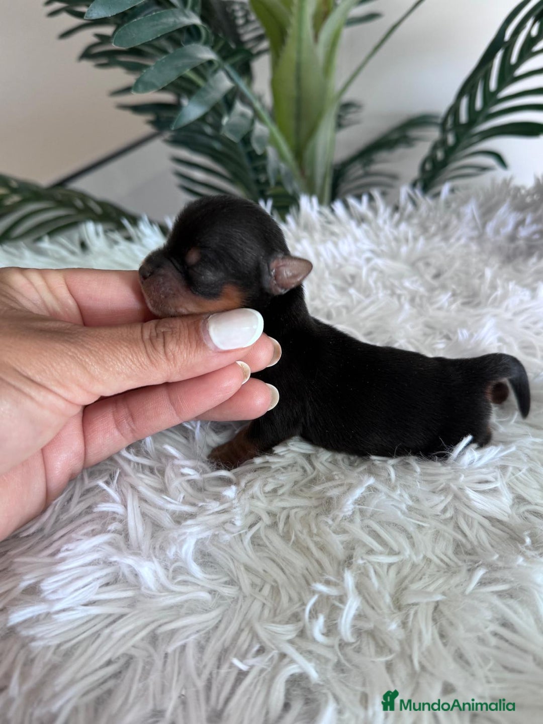 Yorkshire Terrier perros en venta: YORKSHIRE TERRIER MACHO  - Imagen 6