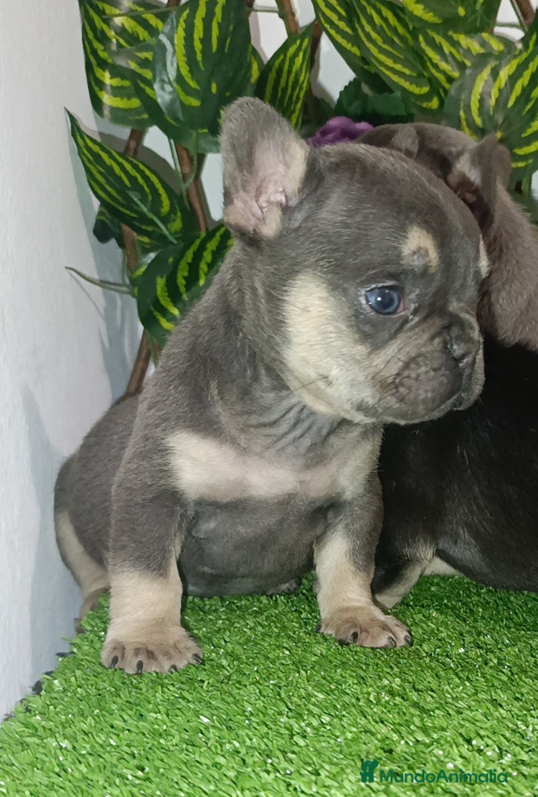 Bulldog Francés perros en venta: Frenchis bulldog  - Anuncio 4
