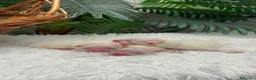 Pomerania perros en venta: POMERANIA - Anuncio 3