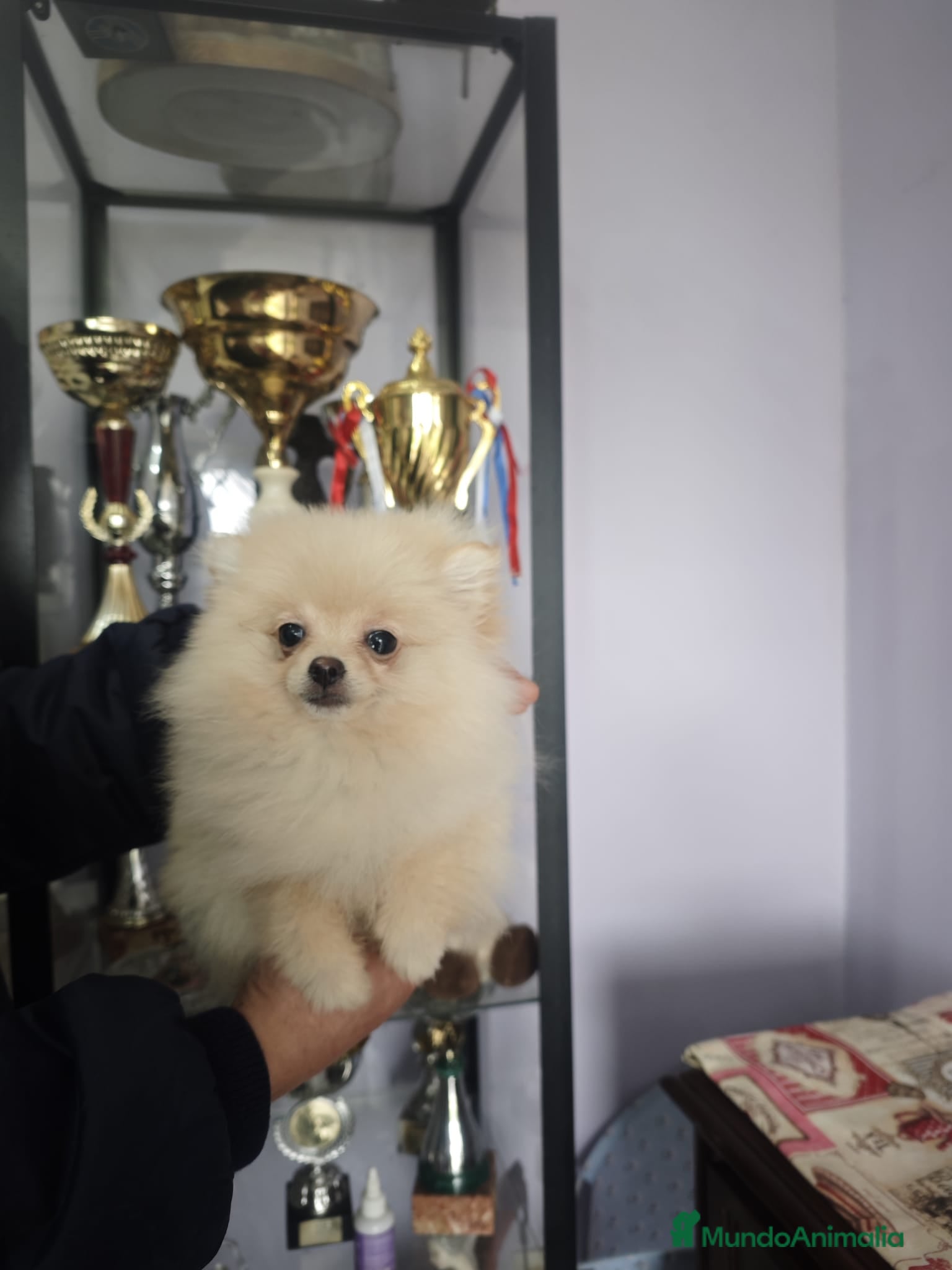 Pomerania perros POMERANIA LULU hembra MINIATURA - Anuncio 1