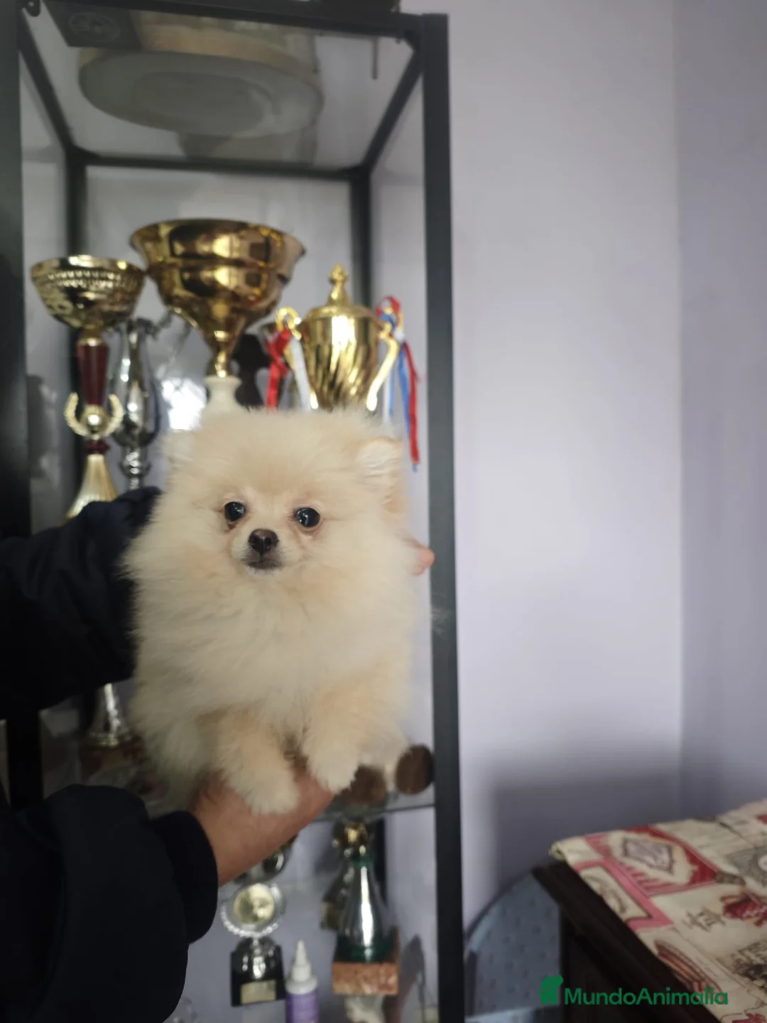 Pomerania perros en venta: POMERANIA LULU hembra MINIATURA - Anuncio 1