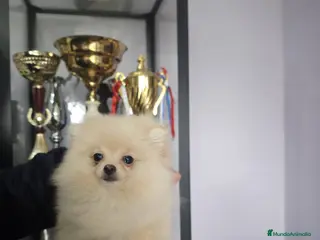 Pomerania perros en venta: POMERANIA LULU hembra MINIATURA - Anuncio 1