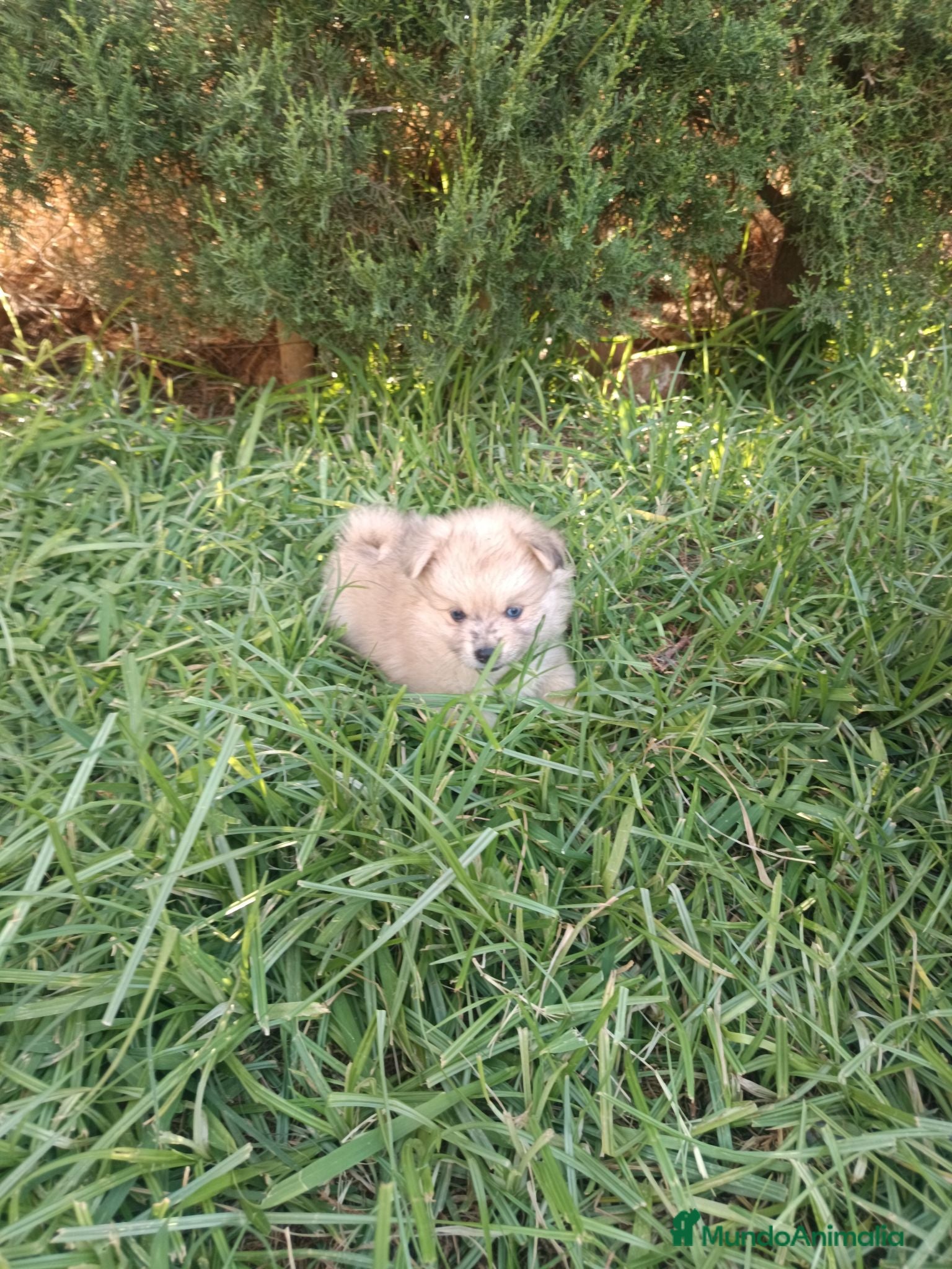 Pomerania perros Pomerania  - Anuncio 2