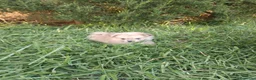 Pomerania perros en venta: Pomerania  - Anuncio 1