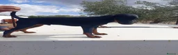 Otras razas perros en venta: Jack terrier - Anuncio 4