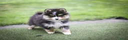 Pomsky perros en venta: Pomsky toy F3 - Anuncio 6