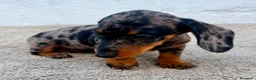 Teckel Miniatura perros en venta: Teckel kaninchen arlequín merle blue - Anuncio 12