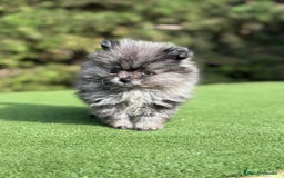 Pomerania perros en venta: Pomerania merle Blue toy Macho  - Imagen 1