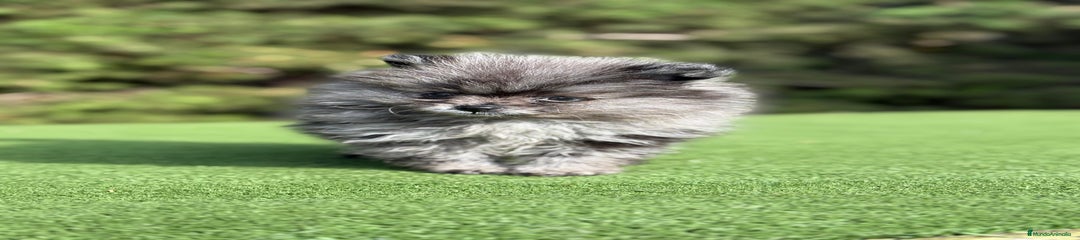 Pomerania Cachorro 1