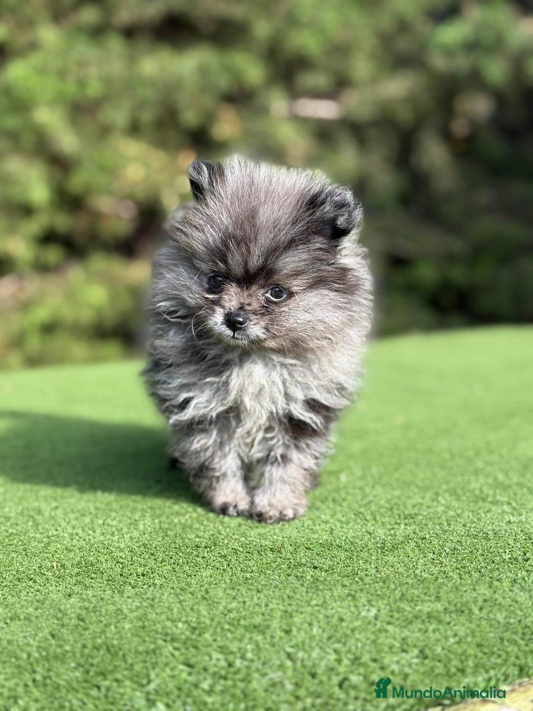 Pomerania perros en venta: Pomerania merle Blue toy Macho  - Imagen 1