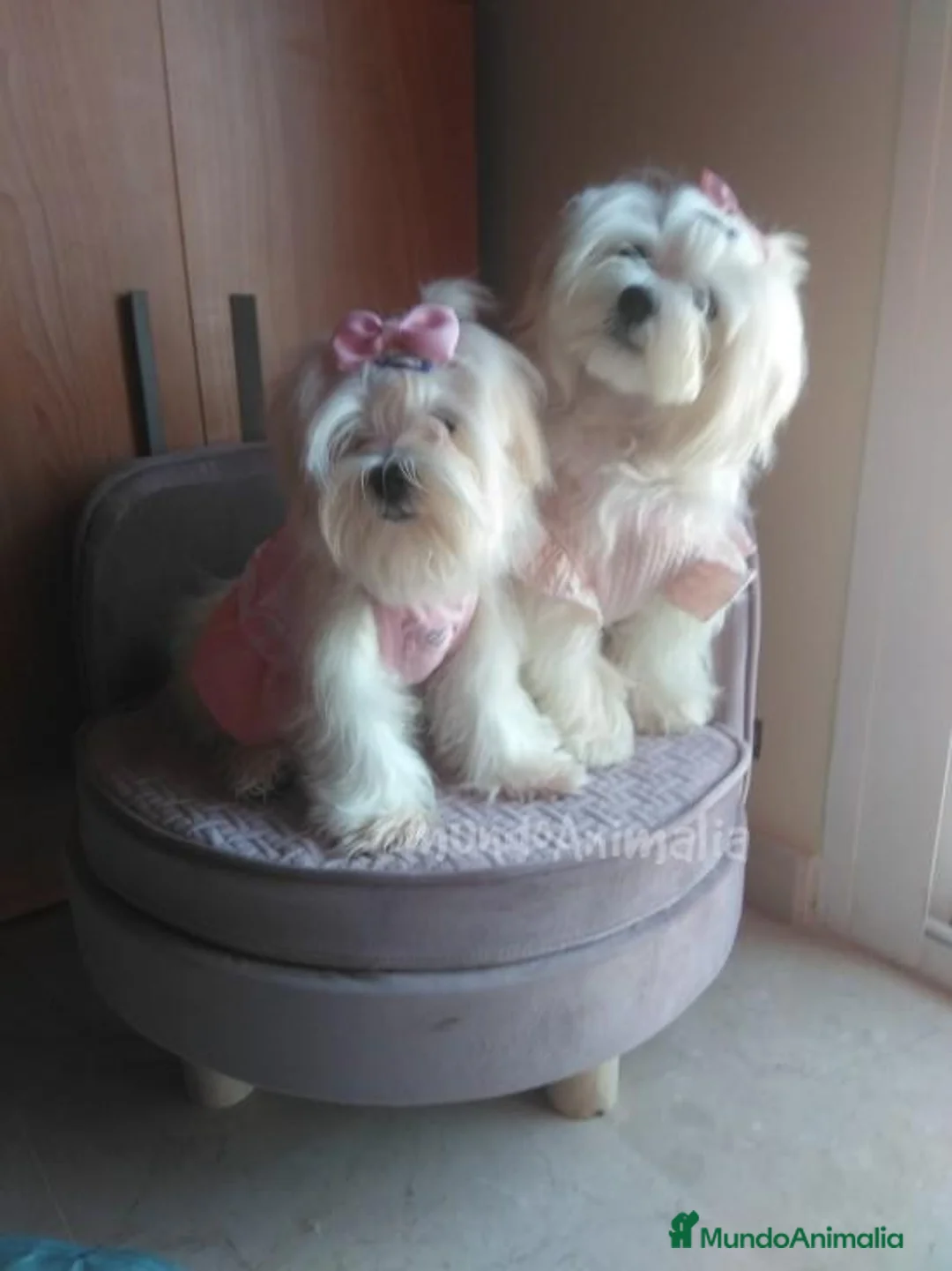 Imagen de galería {{count}}