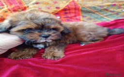 Maltipoo perros en venta: Maltipoo en Cádiz - Imagen 13