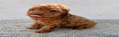 Caniche Toy 1