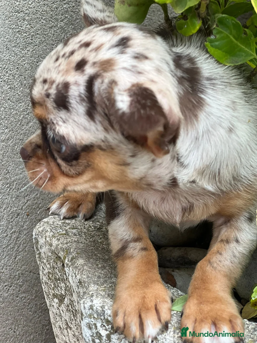 Chihuahua perros en venta: CHIHUAHUA LÍNEA RUSA CHOCO MERLE - Anuncio 2