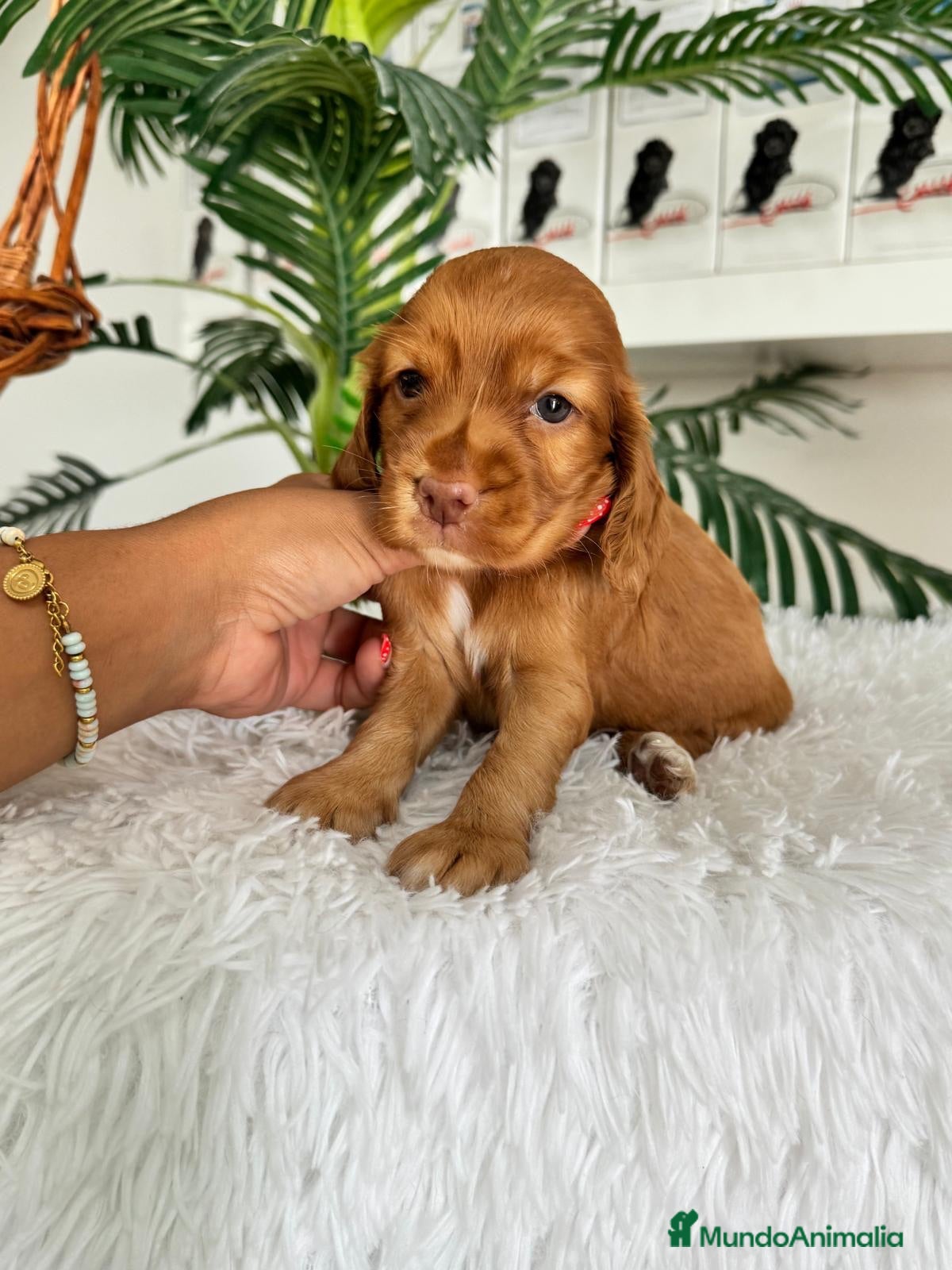 Cocker Spaniel Inglés perros COCKER HEMBRA - Anuncio 1