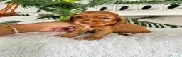 Cocker Spaniel Inglés perros en venta: COCKER HEMBRA - Anuncio 1