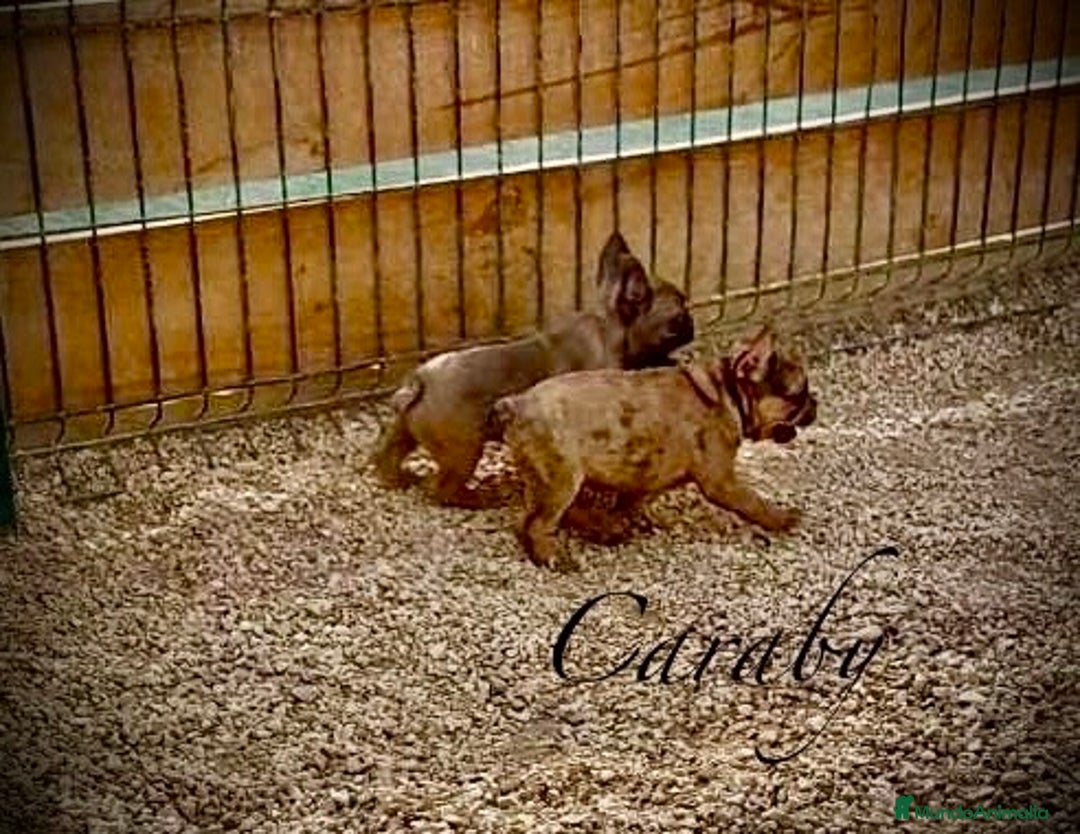 Bulldog Francés perros en venta: Bulldog Francés Caraby Benidorm  - Imagen 2