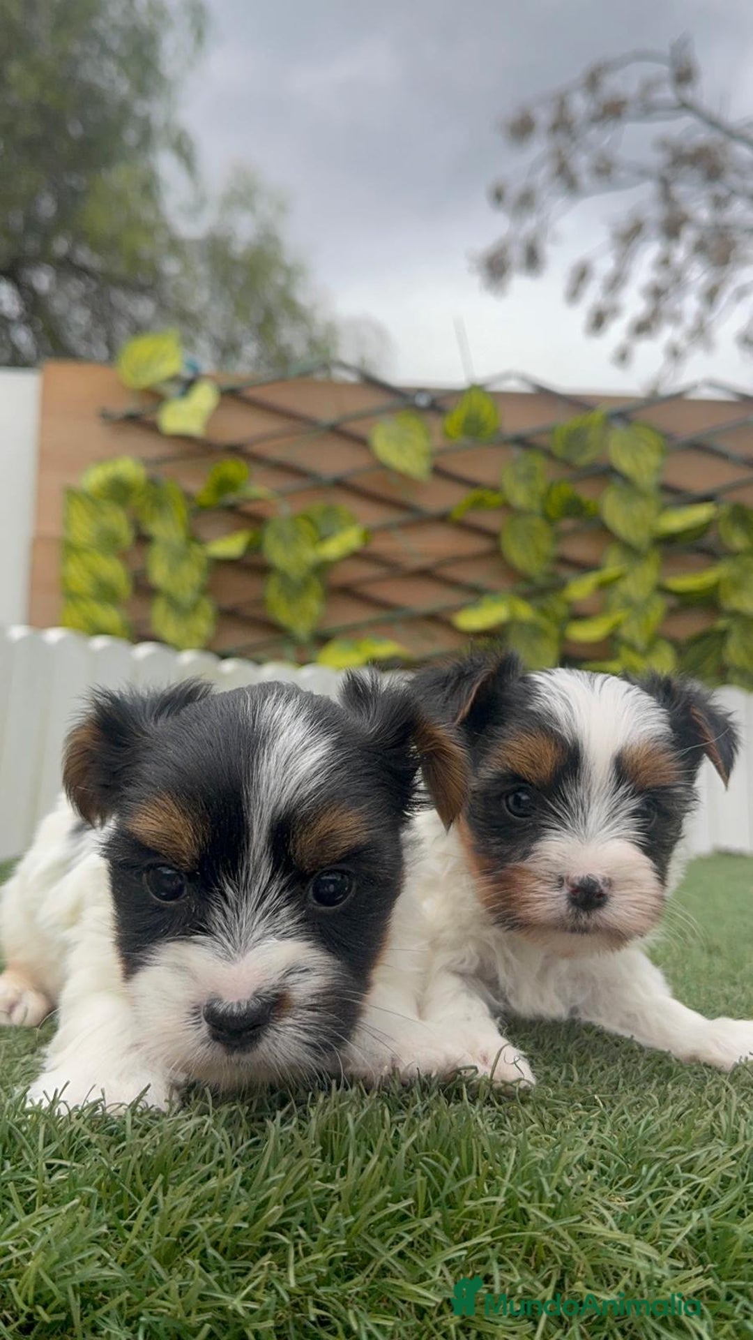 Yorkshire Terrier perros en venta: YORKSHIRE BIEWER MACHO - Anuncio 7