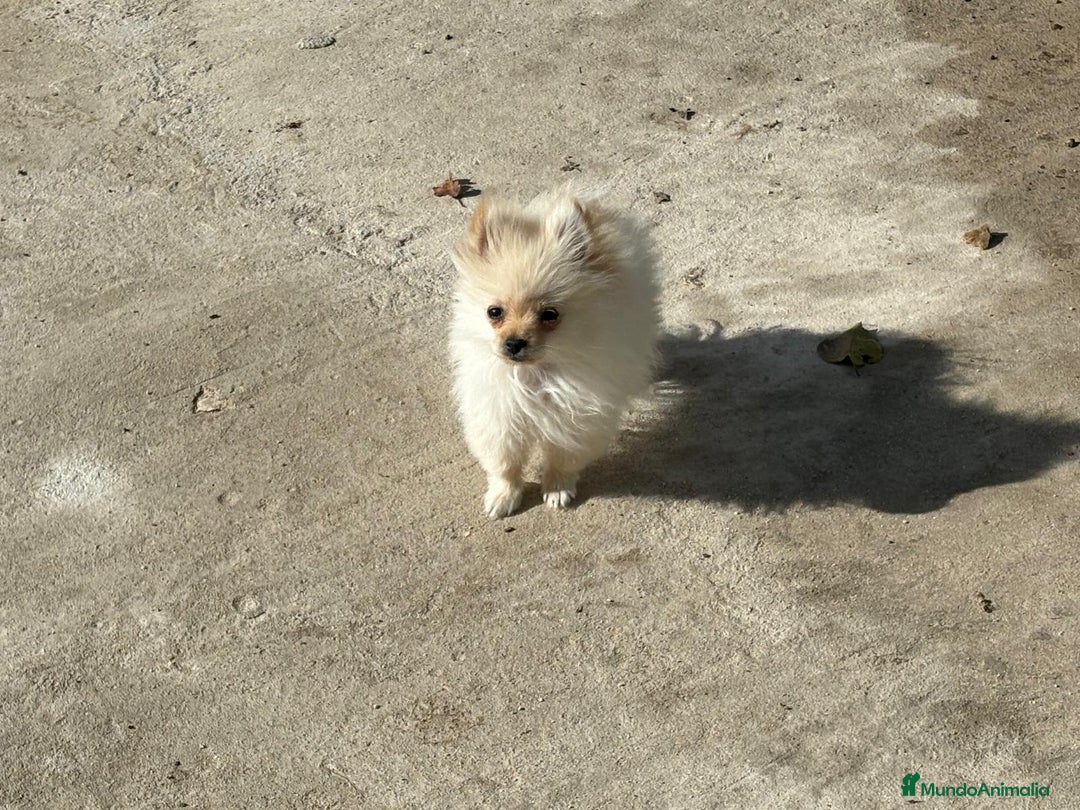 Pomerania perros en venta: lulu pomerania micro toy 5 meses y pesa 700 gramos - Imagen 4