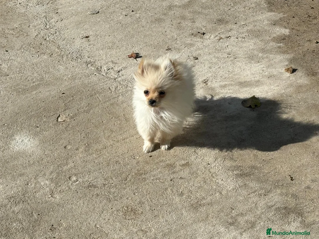 Pomerania perros en venta: lulu pomerania micro toy 5 meses y pesa 700 gramos - Anuncio 4
